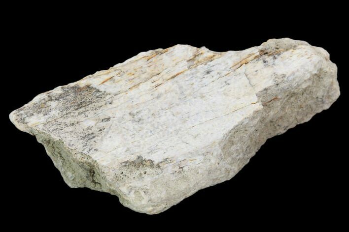 Hadrosaur Bone Fragment - Montana #103177